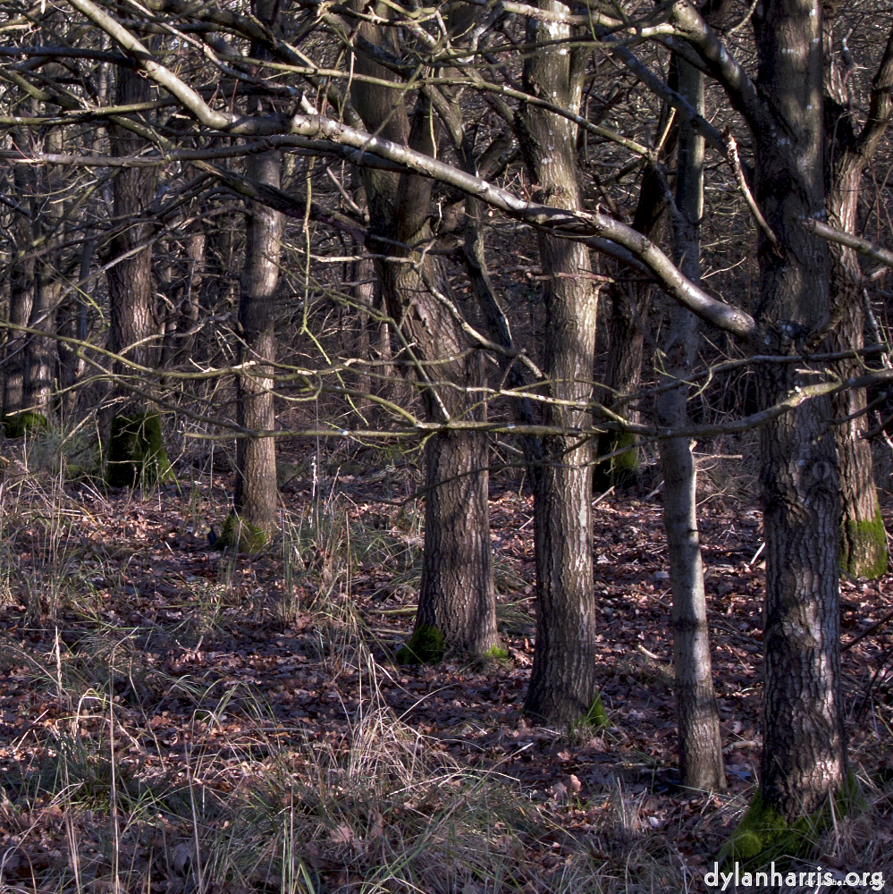 image: This is ‘
swineshead (i) 3
’.