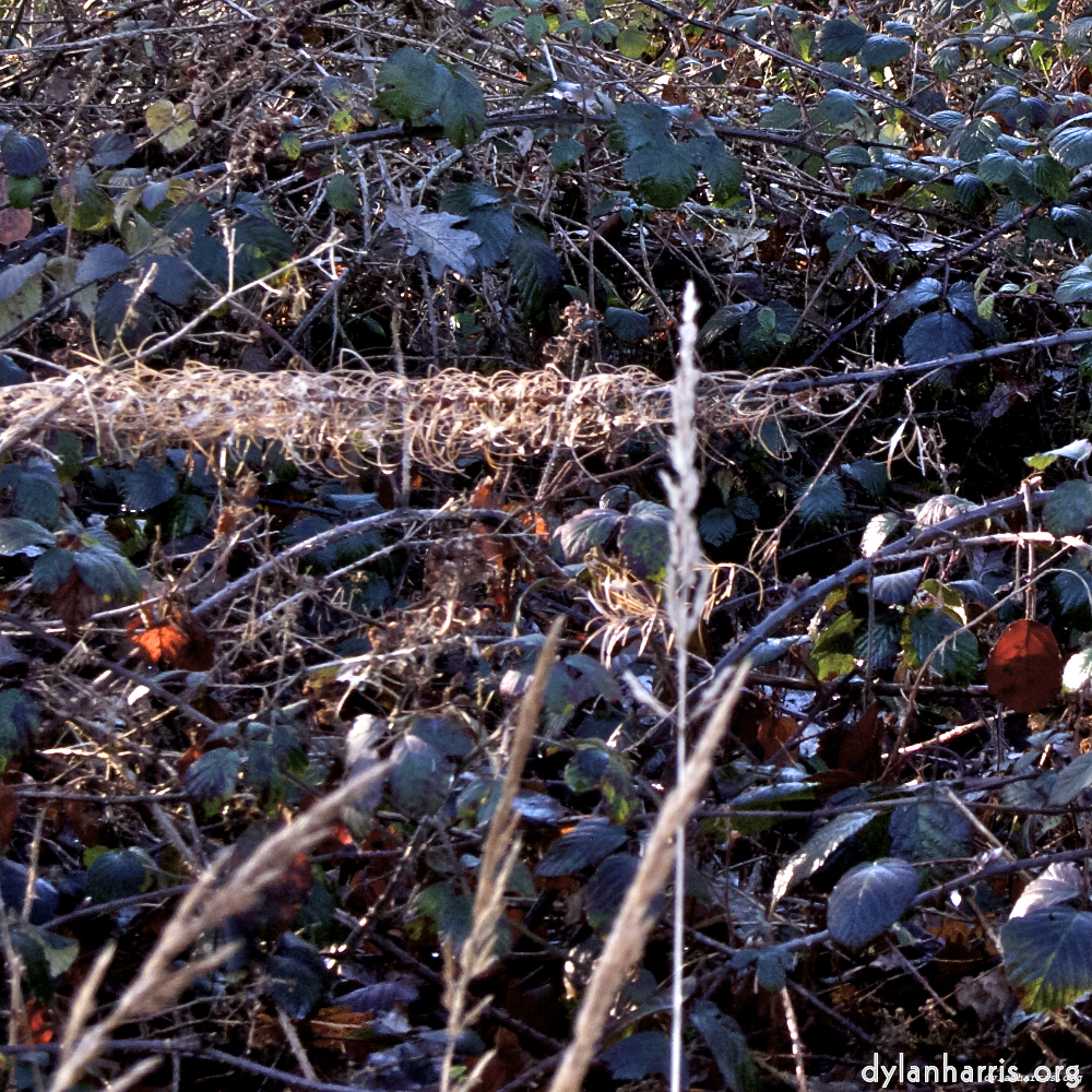 image: This is ‘
swineshead (i) 4
’.