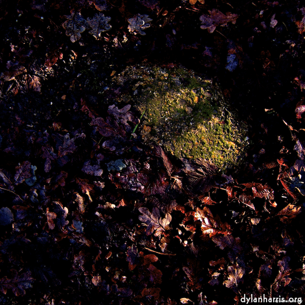 image: This is ‘
swineshead (i) 6
’.