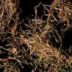 image: Image from the photoset ‘
swineshead (i)
’.