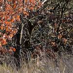 image: Image from the photoset ‘
swineshead (i)
’.