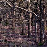 image: Image from the photoset ‘
swineshead (i)
’.