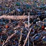 image: Image from the photoset ‘
swineshead (i)
’.