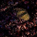 image: Image from the photoset ‘
swineshead (i)
’.