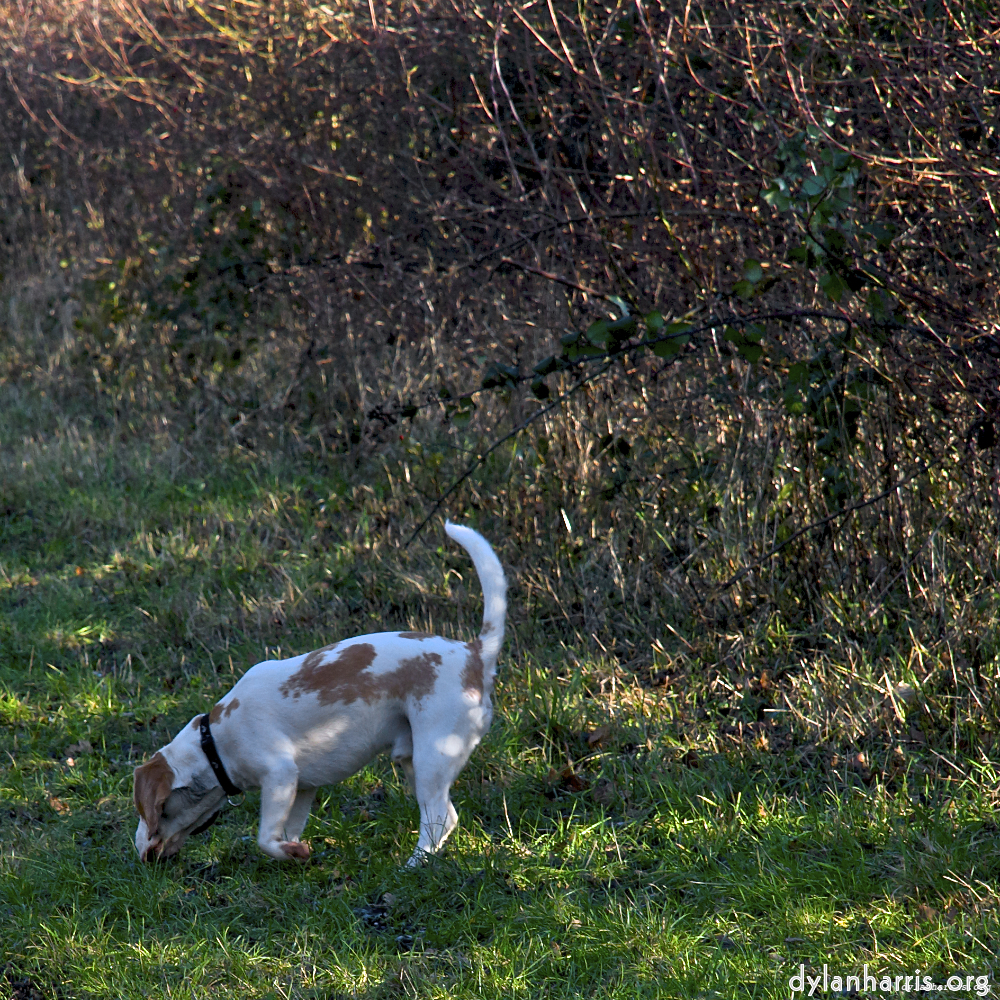 Image: Image 'swineshead (ii) 1'.