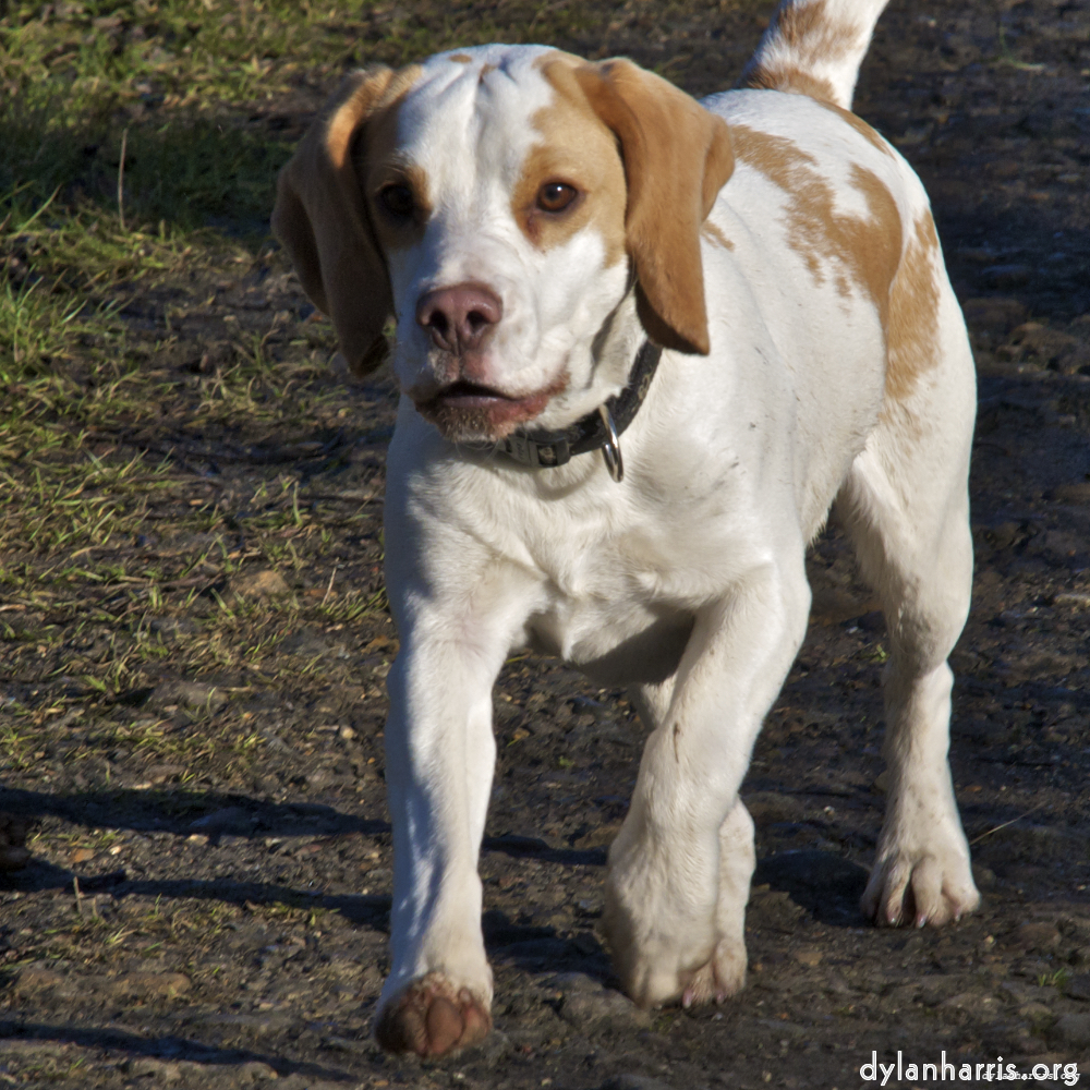 Image 'swineshead (ii) 3'.