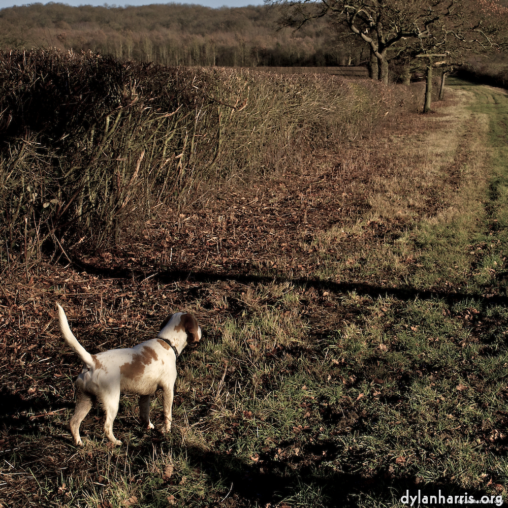 Image 'swineshead (ii) 4'.