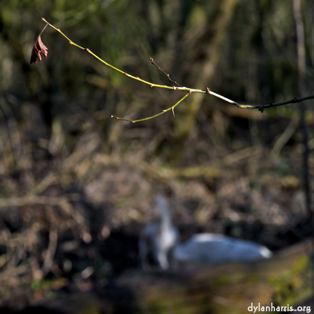 Image 'swineshead (ii) 5'.