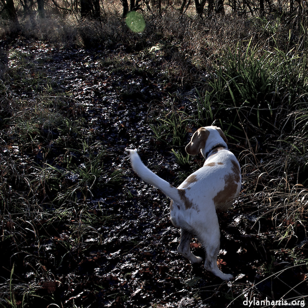 Image 'swineshead (ii) 6'.