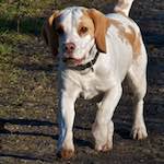 Third image from the photoset 'swineshead (ii)'.