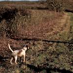 Fourth image from the photoset 'swineshead (ii)'.