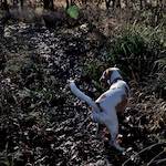 Sixth image from the photoset 'swineshead (ii)'.