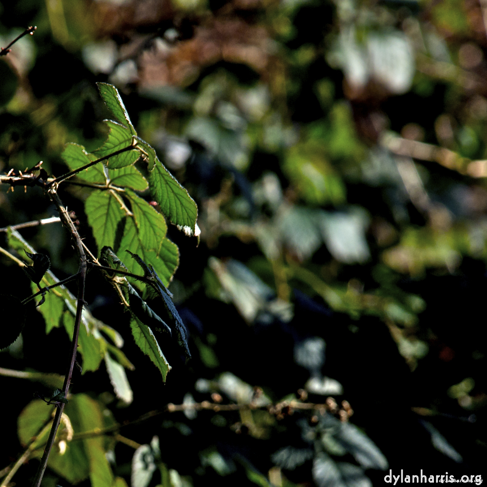 image: This is ‘
swineshead (iii) 1
’.