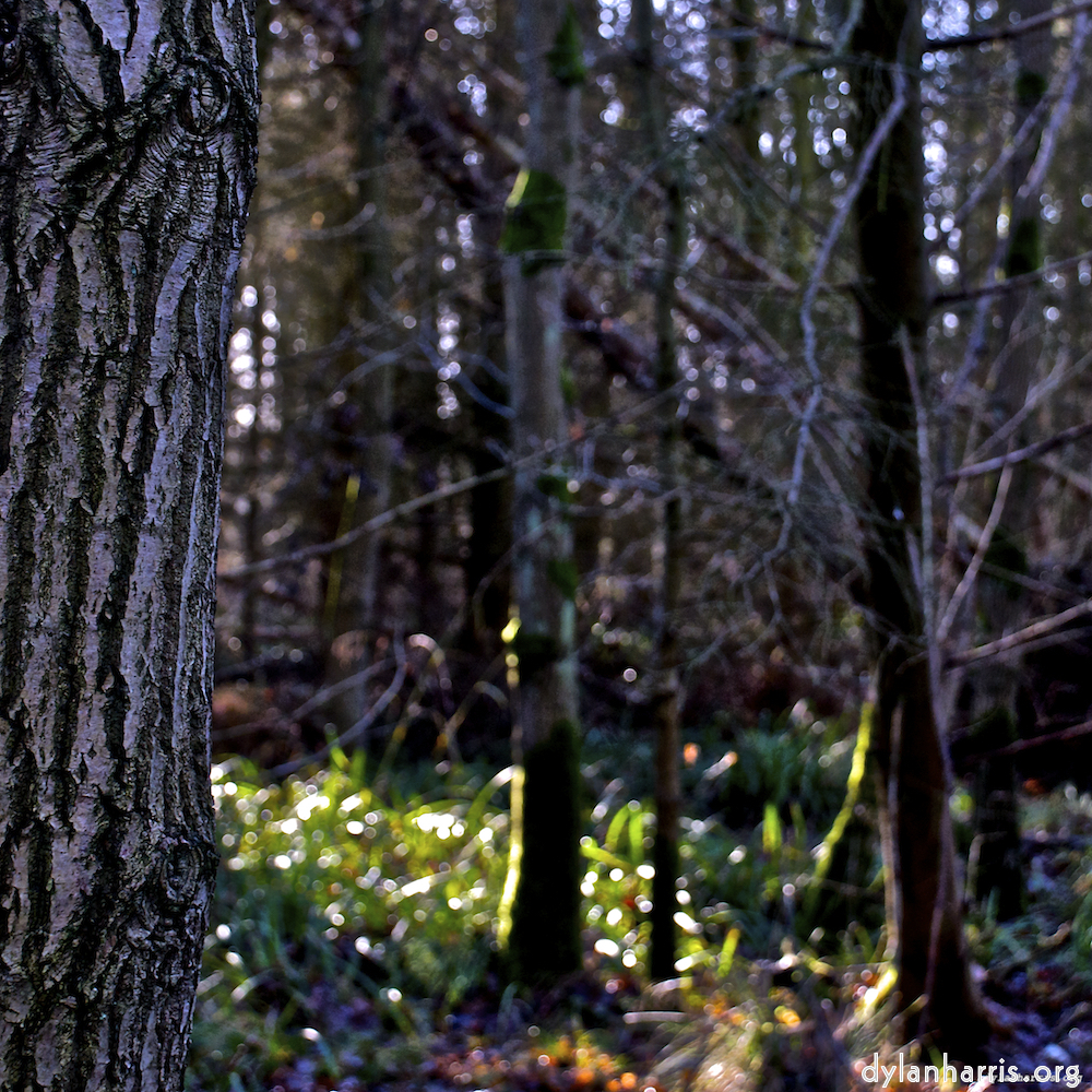 image: This is ‘
swineshead (iii) 2
’.