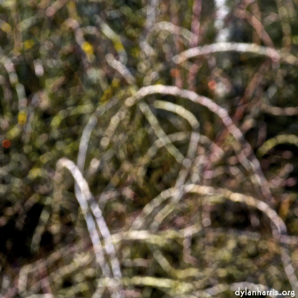 image: This is ‘
swineshead (iii) 3
’.