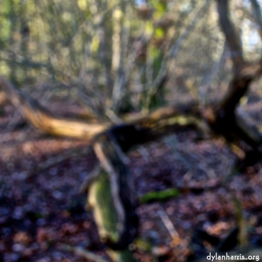 image: This is ‘
swineshead (iii) 5
’.