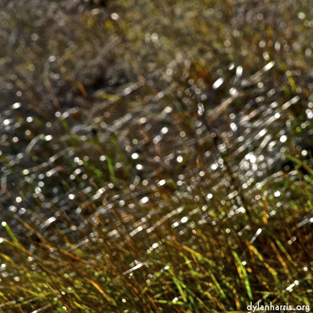 image: This is ‘
swineshead (iii) 6
’.