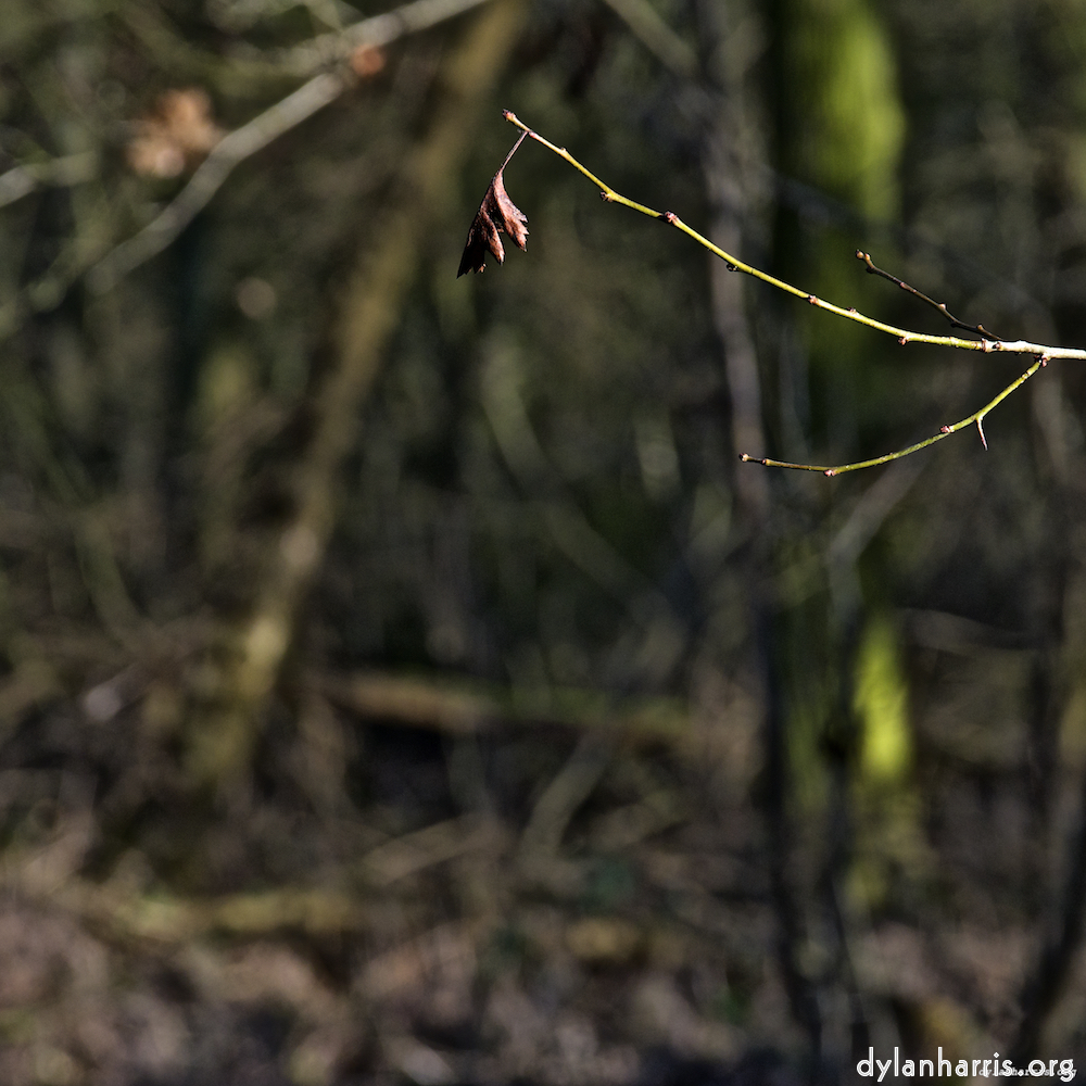 image: This is ‘
swineshead (iii) 7
’.