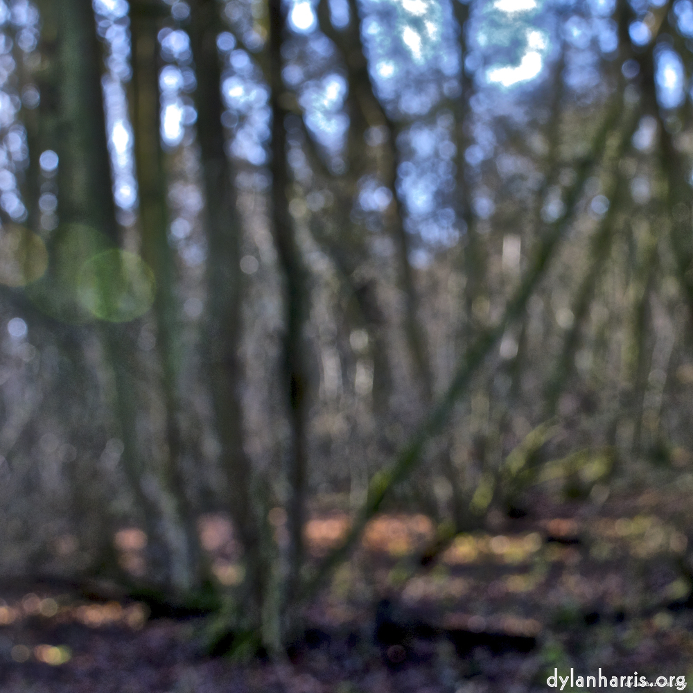 image: This is ‘
swineshead (iii) 8
’.