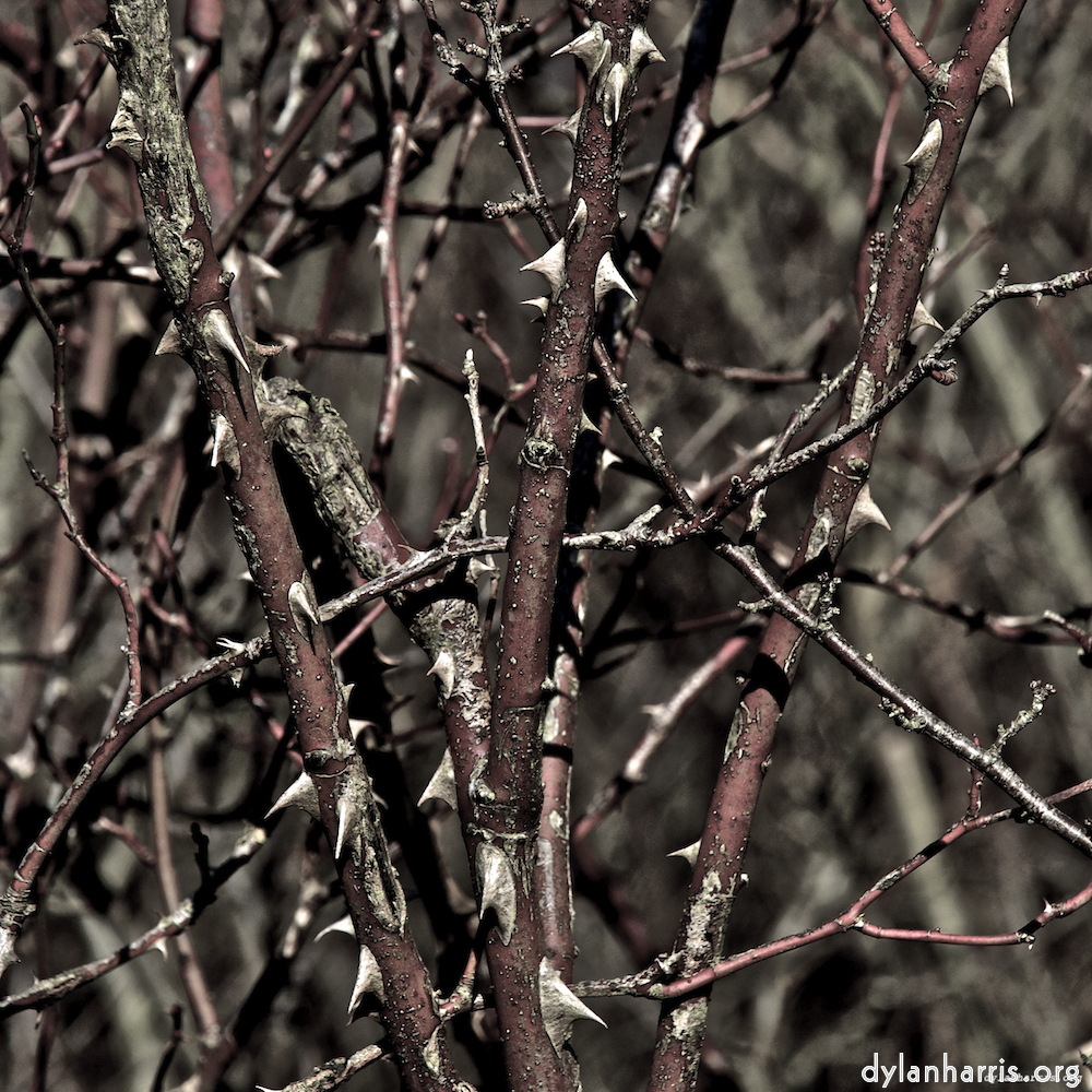 image: This is ‘
swineshead (iii) 9
’.