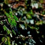 image: Image from the photoset ‘
swineshead (iii)
’.