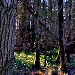 image: Image from the photoset ‘
swineshead (iii)
’.