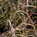 image: Image from the photoset ‘
swineshead (iii)
’.