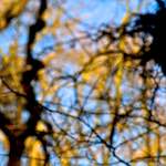 image: Image from the photoset ‘
swineshead (iii)
’.