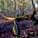 image: Image from the photoset ‘
swineshead (iii)
’.