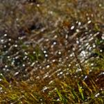 image: Image from the photoset ‘
swineshead (iii)
’.