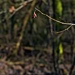 image: Image from the photoset ‘
swineshead (iii)
’.