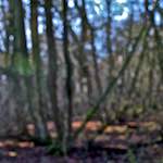 image: Image from the photoset ‘
swineshead (iii)
’.