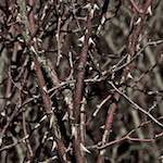 image: Image from the photoset ‘
swineshead (iii)
’.