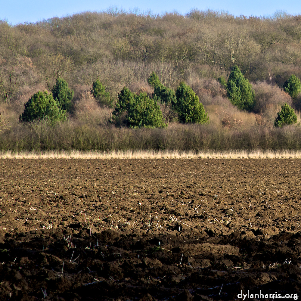 image: This is ‘
swineshead (iv) 1
’.