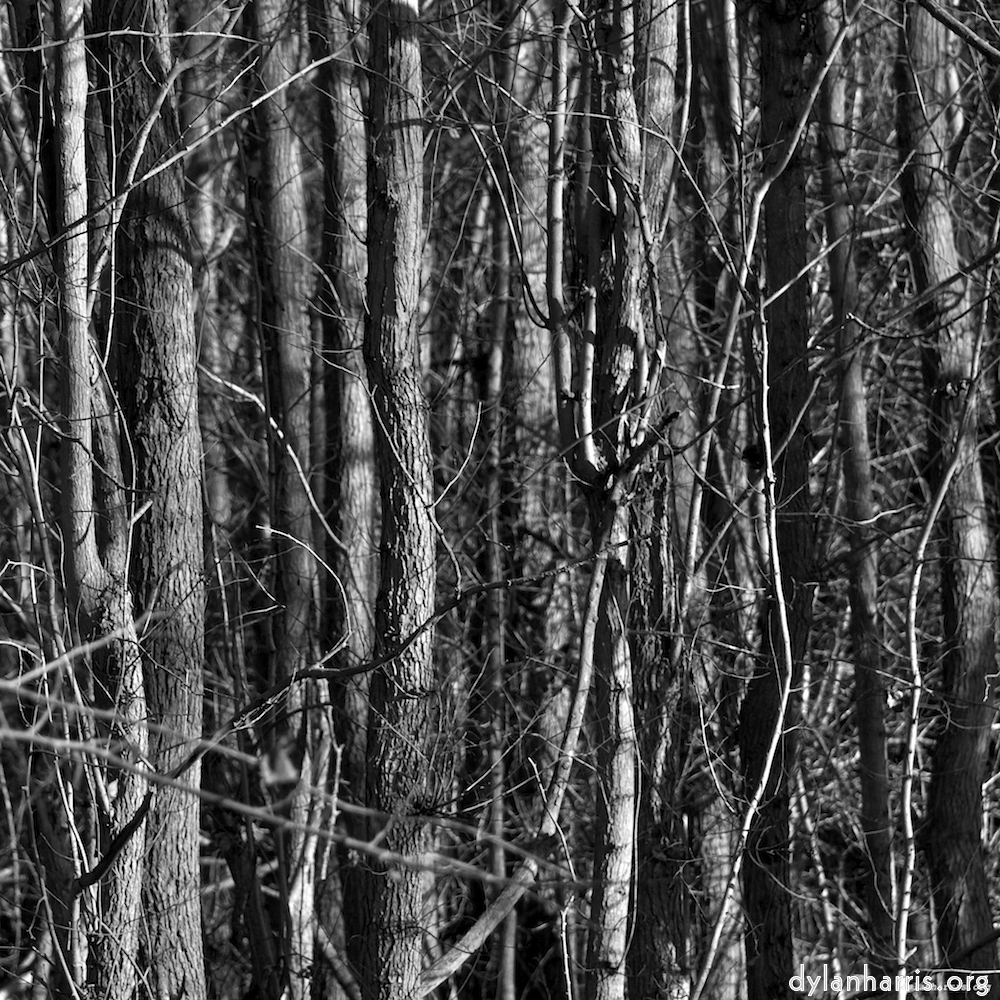 image: This is ‘
swineshead (iv) 2
’.