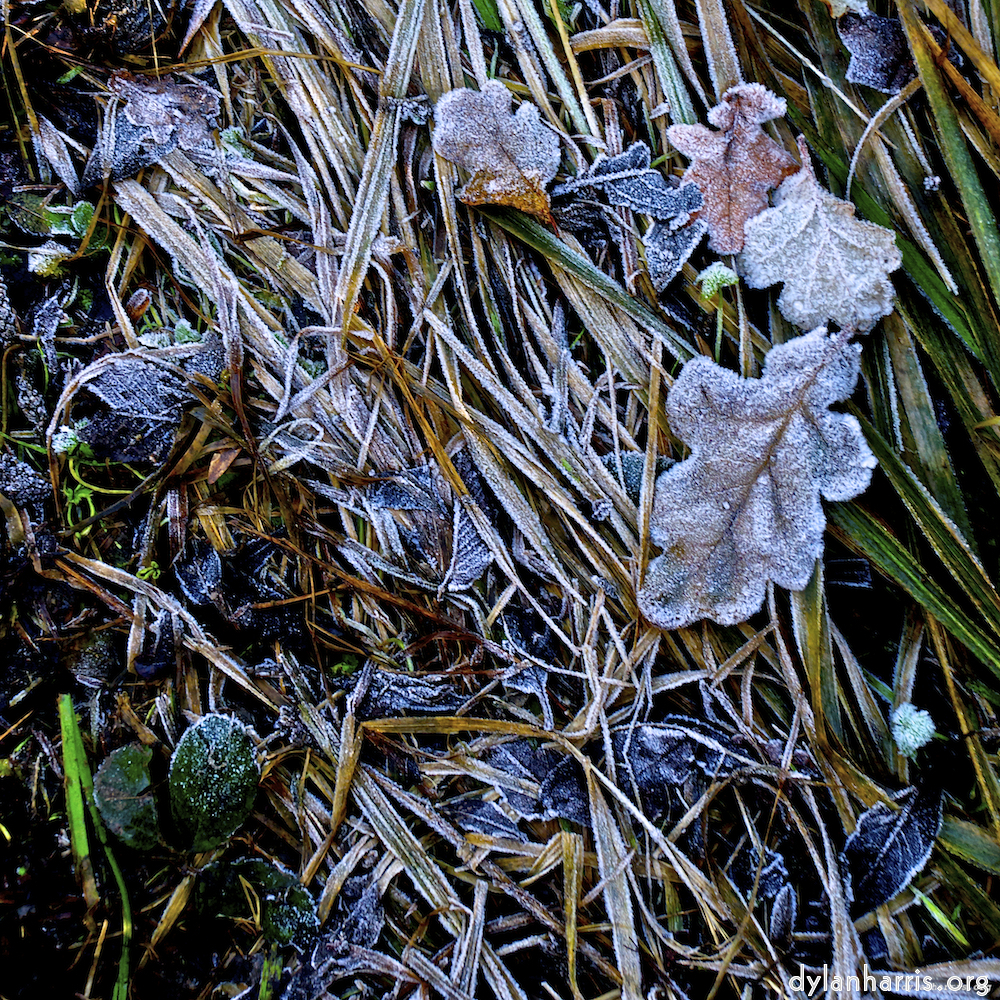 image: This is ‘
swineshead (iv) 3
’.