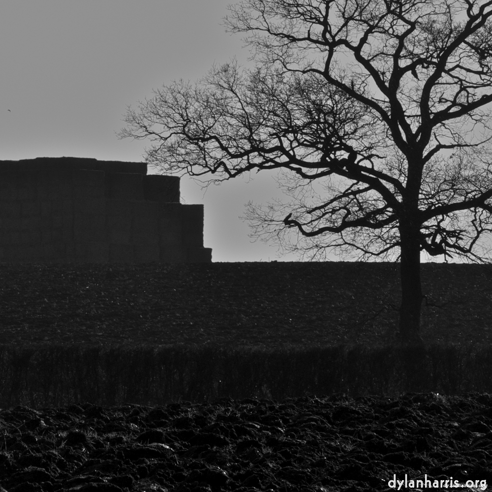 image: This is ‘
swineshead (iv) 4
’.