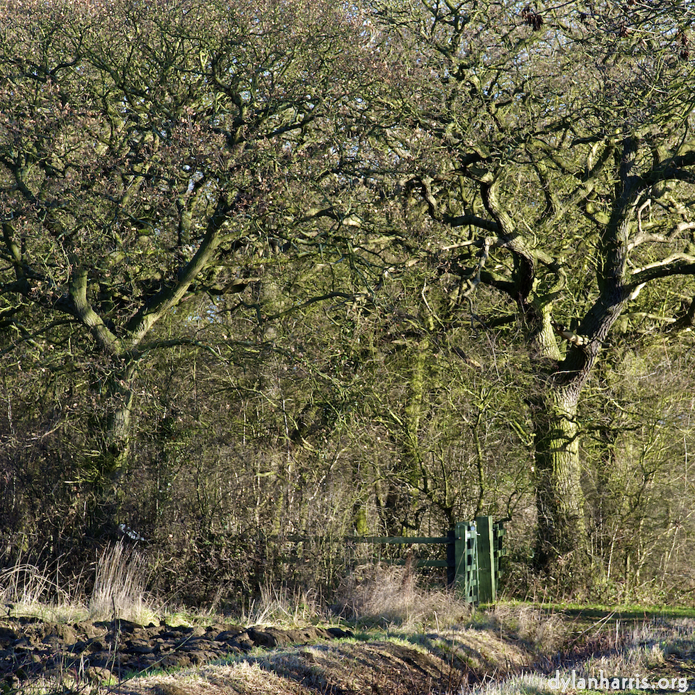 image: This is ‘
swineshead (iv) 7
’.