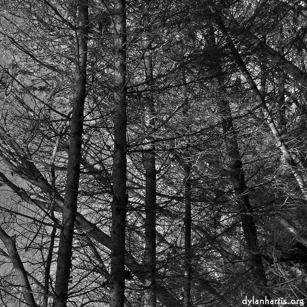 image: This is ‘
swineshead (iv) 8
’.