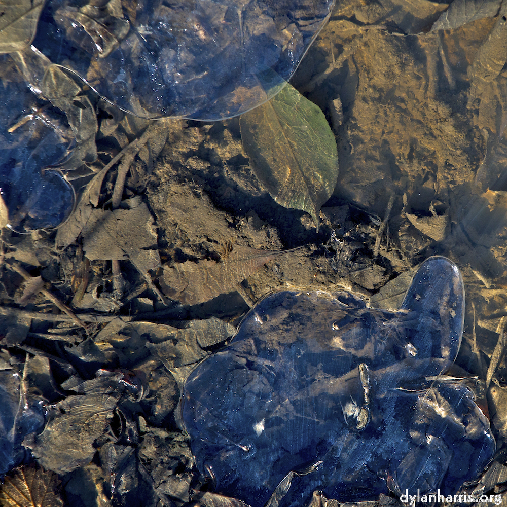 image: This is ‘
swineshead (iv) 9
’.