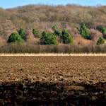 image: Image from the photoset ‘
swineshead (iv)
’.