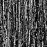 image: Image from the photoset ‘
swineshead (iv)
’.