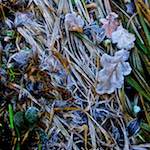 image: Image from the photoset ‘
swineshead (iv)
’.