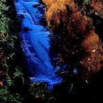 image: Image from the photoset ‘
swineshead (iv)
’.