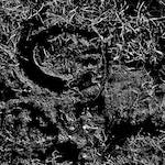 image: Image from the photoset ‘
swineshead (iv)
’.