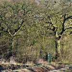 image: Image from the photoset ‘
swineshead (iv)
’.