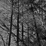 image: Image from the photoset ‘
swineshead (iv)
’.