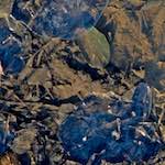 image: Image from the photoset ‘
swineshead (iv)
’.