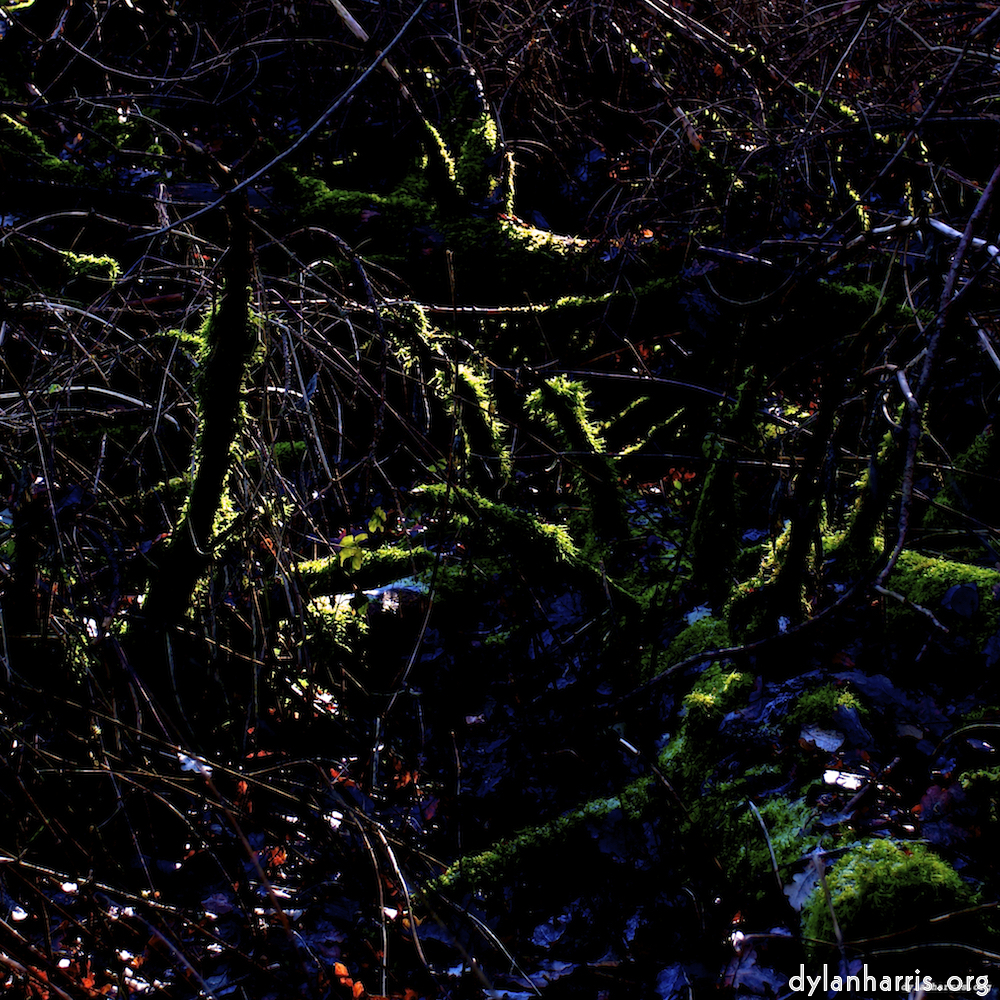 Image: Image 'swineshead (v) 2'.