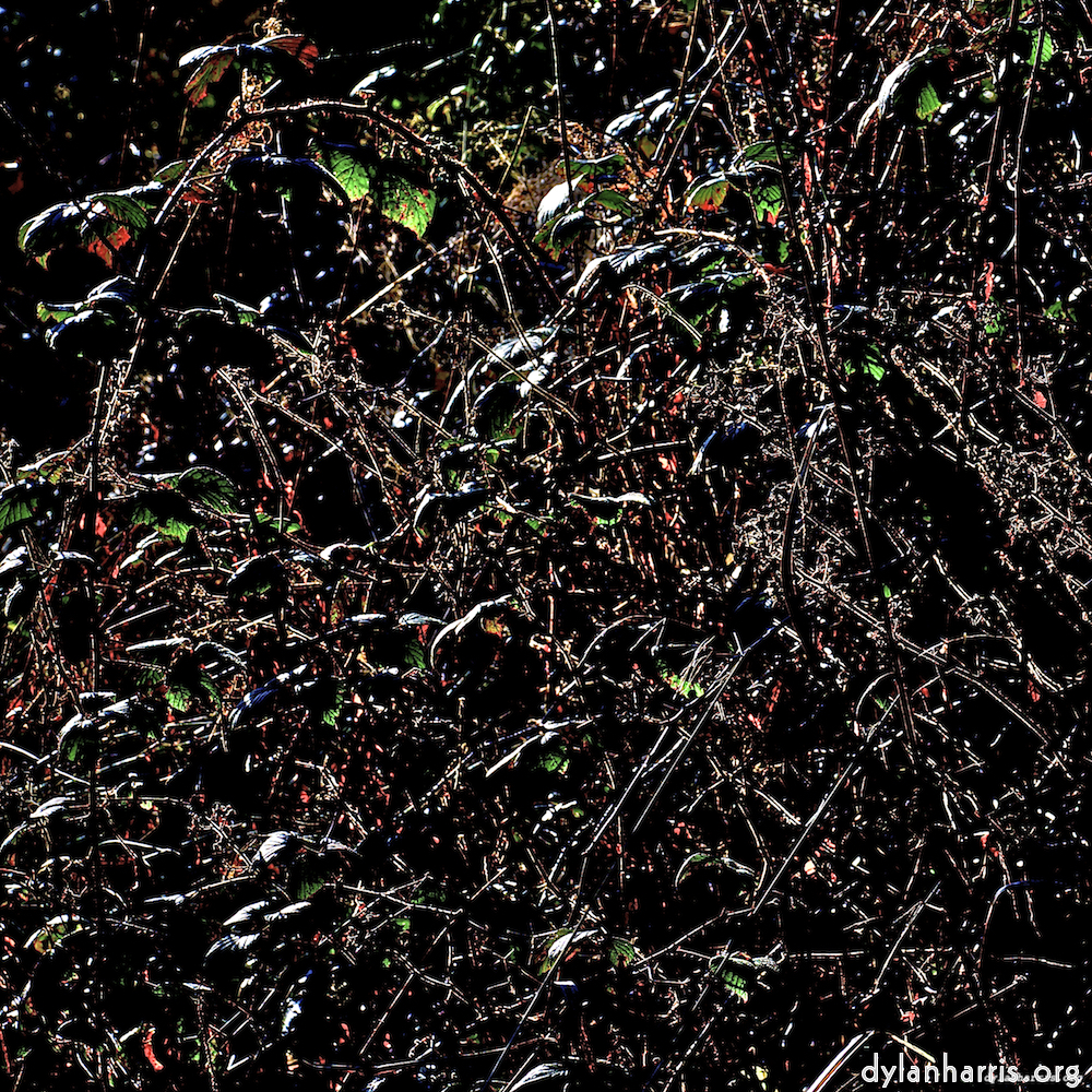 Image: Image 'swineshead (v) 3'.